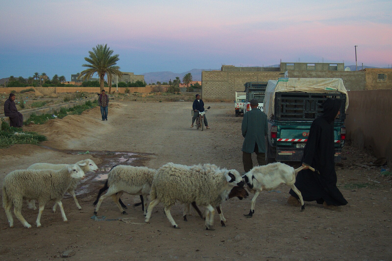 A man leading sheep to a Moroccan souq market in the days before Eid al-Adha.